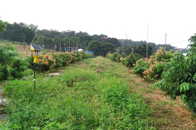荔枝果園太陽能殺蟲燈位置布局 荔枝果園太陽能殺蟲燈位置布局