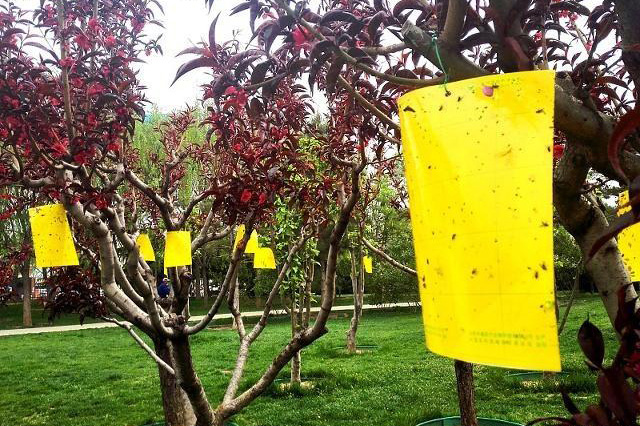 農業綠色防控技術有哪些？殺蟲燈好不好