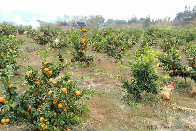 太陽能殺蟲燈：果農也不吃泡藥的沃柑