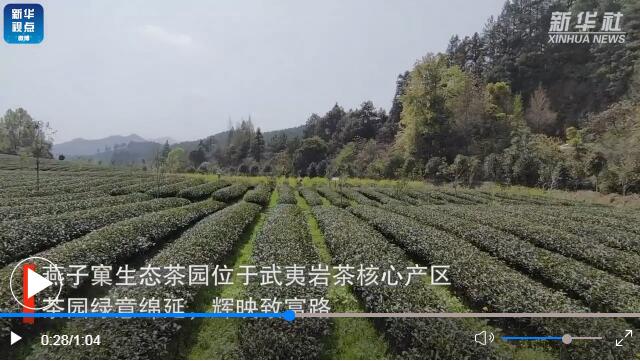 用了太陽能殺蟲燈的福建生態茶園長啥樣