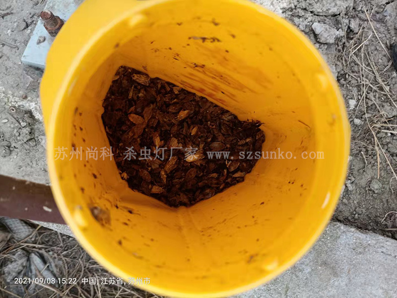 太陽能殺蟲燈作用大