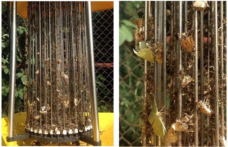 新疆庫爾勒棉花基地使用太陽能殺蟲燈效果圖 新疆庫爾勒棉花基地使用太陽能殺蟲燈效果圖