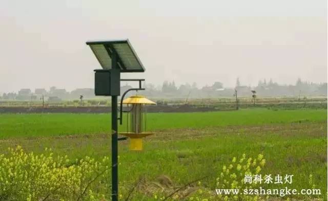 水稻農田安裝使用太陽能殺蟲燈圖片