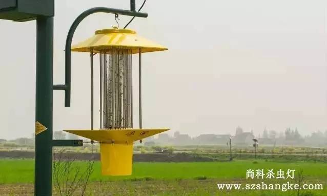 太陽能殺蟲燈哪家好？尚科殺蟲燈農田實拍