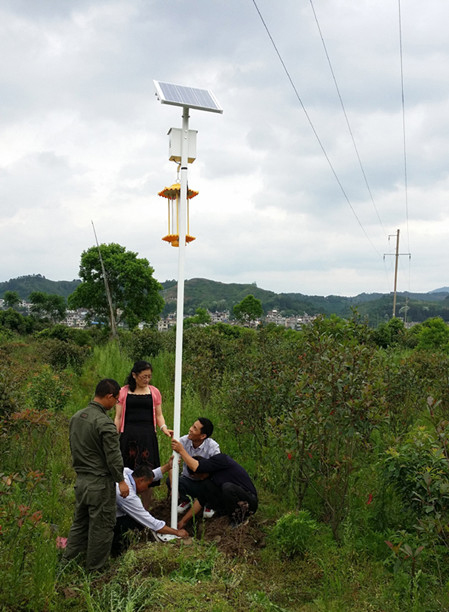 江西會昌高桿太陽能殺蟲燈應用于林業