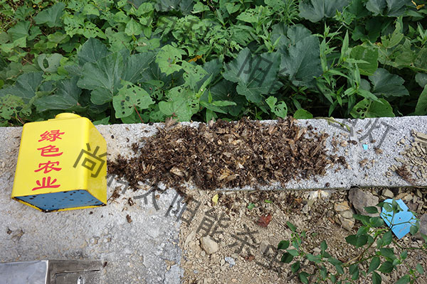 家禽養殖場使用太陽能殺蟲燈案例 家禽養殖場使用太陽能殺蟲燈案例