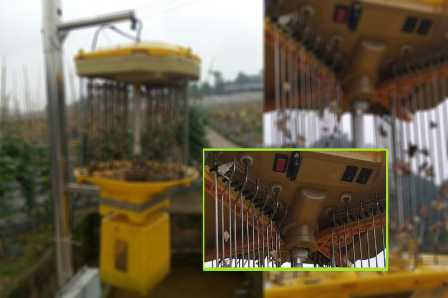 自動清蟲太陽能殺蟲燈效果好 自動清蟲太陽能殺蟲燈效果好