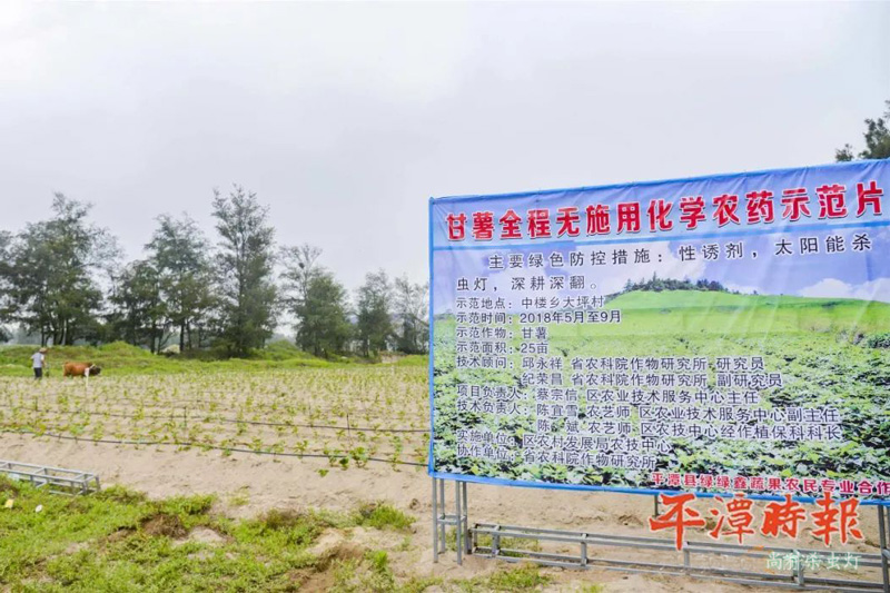 福建平潭甘薯種植示范區 福建平潭甘薯種植示范區