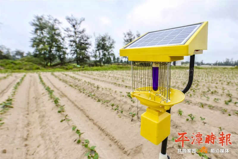 福建平潭太陽能殺蟲燈用于甘薯種植效果 福建平潭太陽能殺蟲燈用于甘薯種植效果