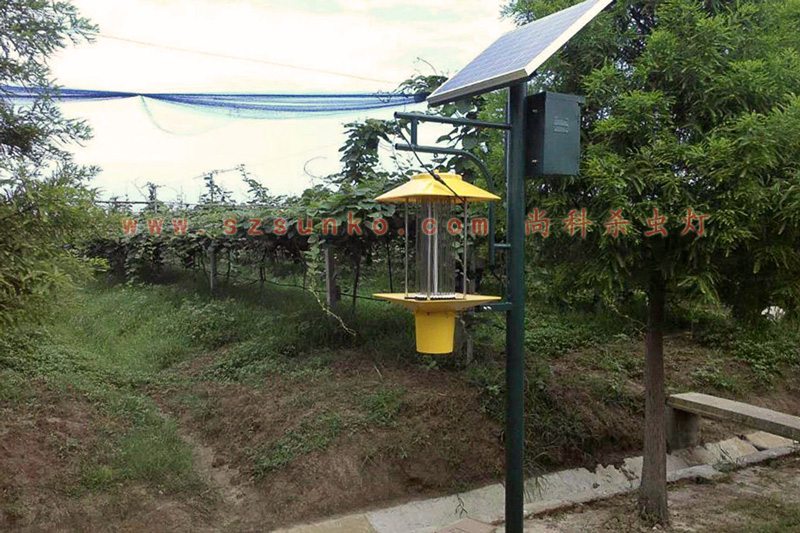 江蘇南京獼猴桃果園用太陽能殺蟲燈效果