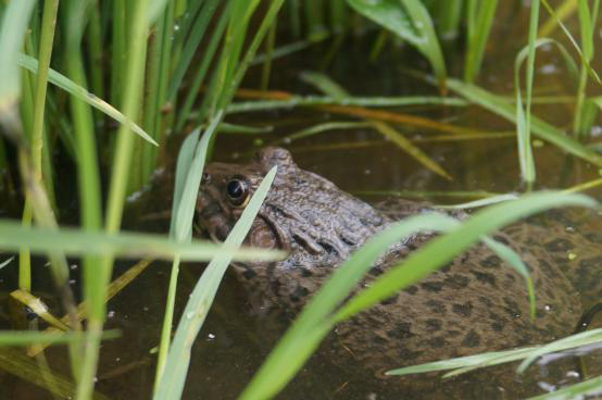 江西虔農有機水稻基地的虎娃 江西虔農有機水稻基地的虎娃