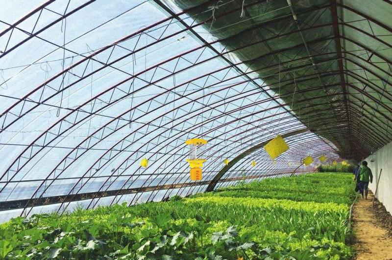 大棚交流電殺蟲燈應用效果 大棚交流電殺蟲燈應用效果