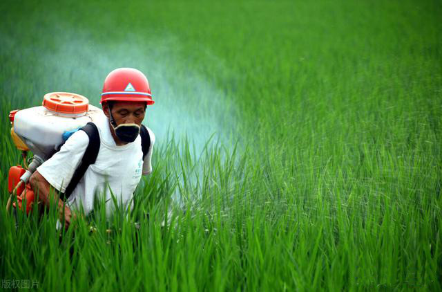 水稻田人工噴灑農(nóng)藥防治害蟲 水稻田人工噴灑農(nóng)藥防治害蟲
