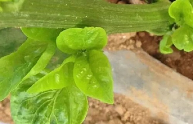 頻振式太陽能殺蟲燈可殺茶黃螨成蟲 頻振式太陽能殺蟲燈可殺茶黃螨成蟲