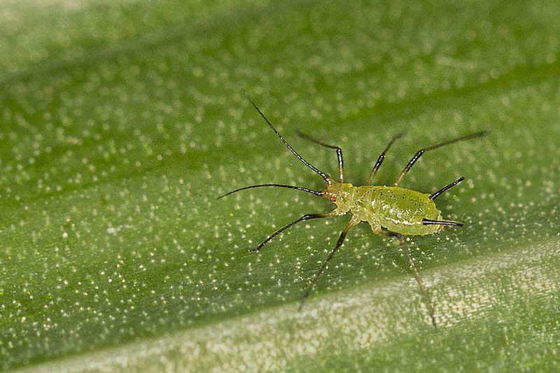 茄無網蚜蟲成蟲 茄無網蚜蟲成蟲