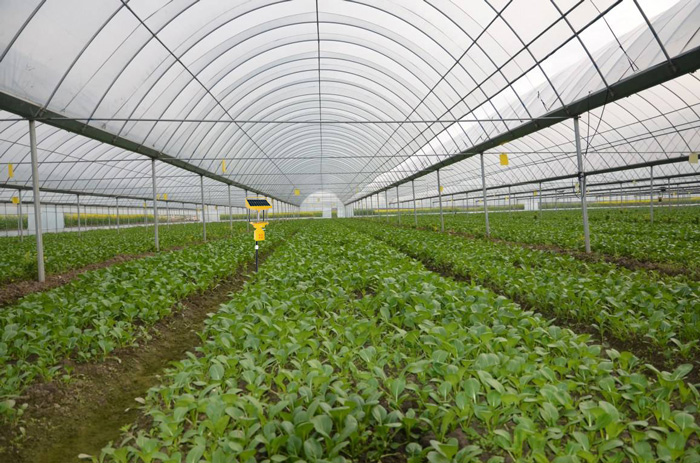 插地式蔬菜大棚太陽能殺蟲燈 插地式蔬菜大棚太陽能殺蟲燈