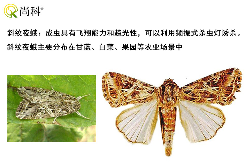 斜紋夜蛾可以用太陽能殺蟲燈誘殺
