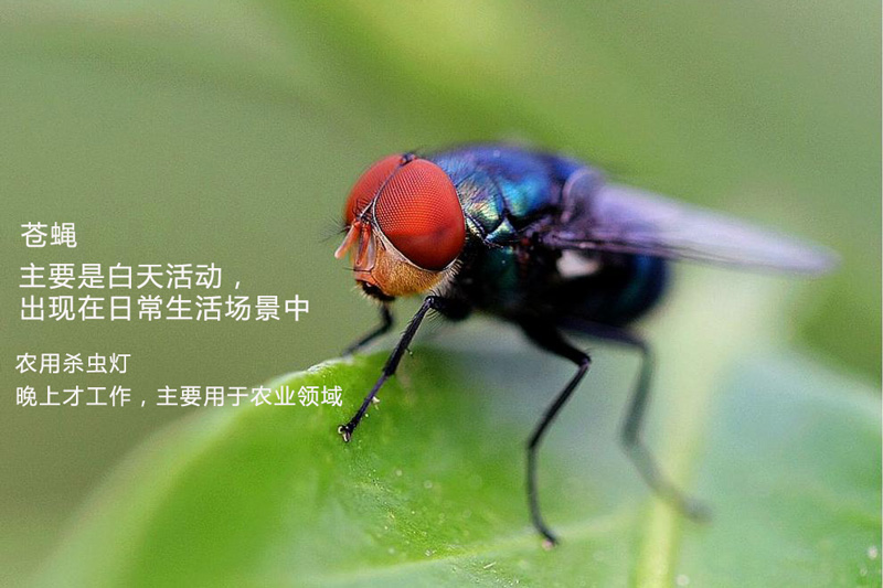 農用殺蟲燈為什么不殺蒼蠅 農用殺蟲燈為什么不殺蒼蠅