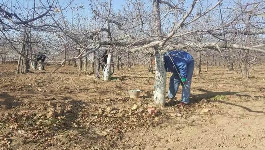 冬天來了果農給果樹涂防蟲劑,涂樹干 冬天來了果農給果樹涂防蟲劑,涂樹干