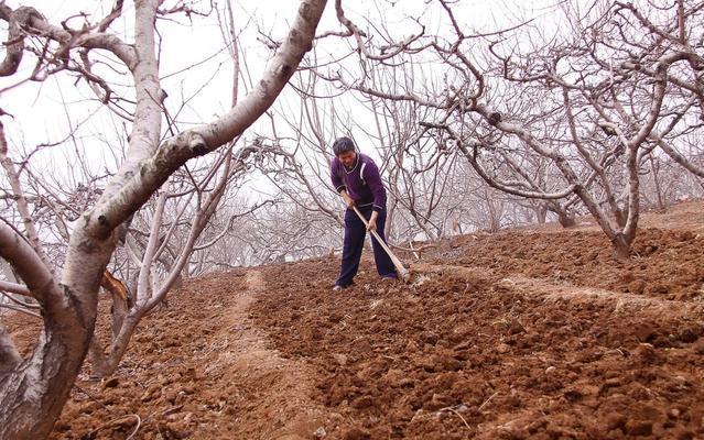 果農給果園翻樹盤 果農給果園翻樹盤