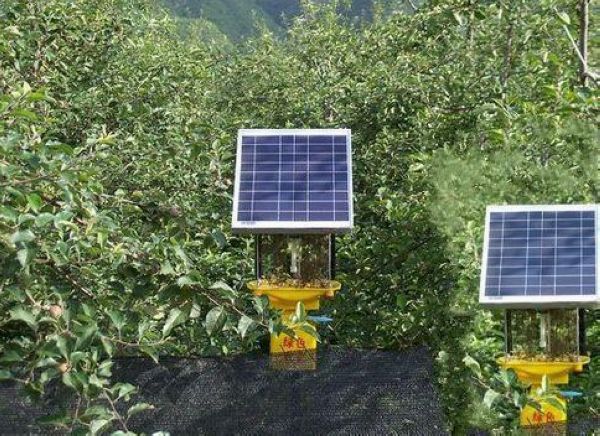 果園太陽能殺蟲燈，果樹比殺蟲燈還高