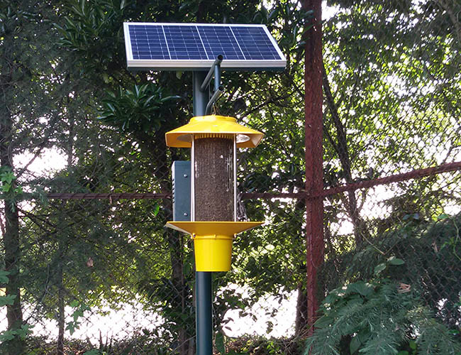 茶園殺蟲燈防治哪些害蟲？茶園燈光驅蟲的有效性