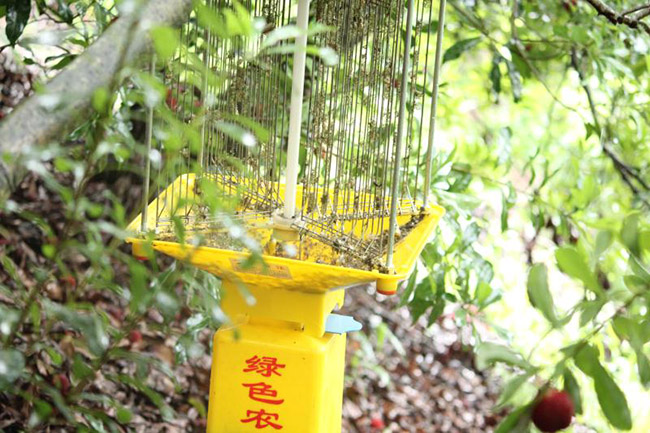 茶園如何使用殺蟲燈，茶園防治害蟲的有效方法