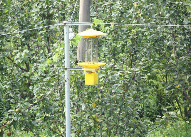 茶園太陽能殺蟲燈使用效果怎么樣？實測告訴你