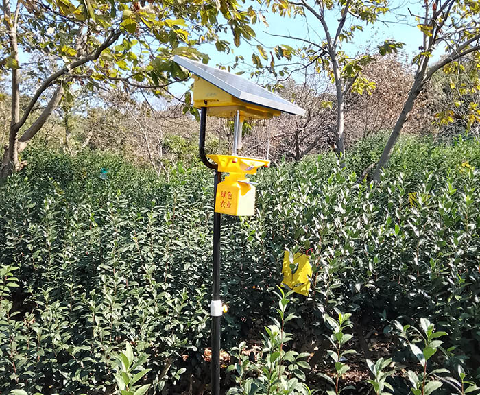 柑橘果園殺蟲燈可以殺什么蟲