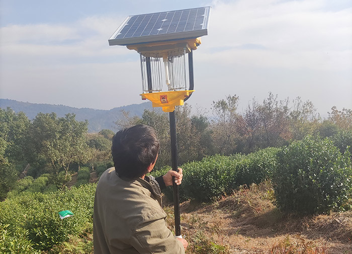 果園安裝殺蟲燈的有效性分析